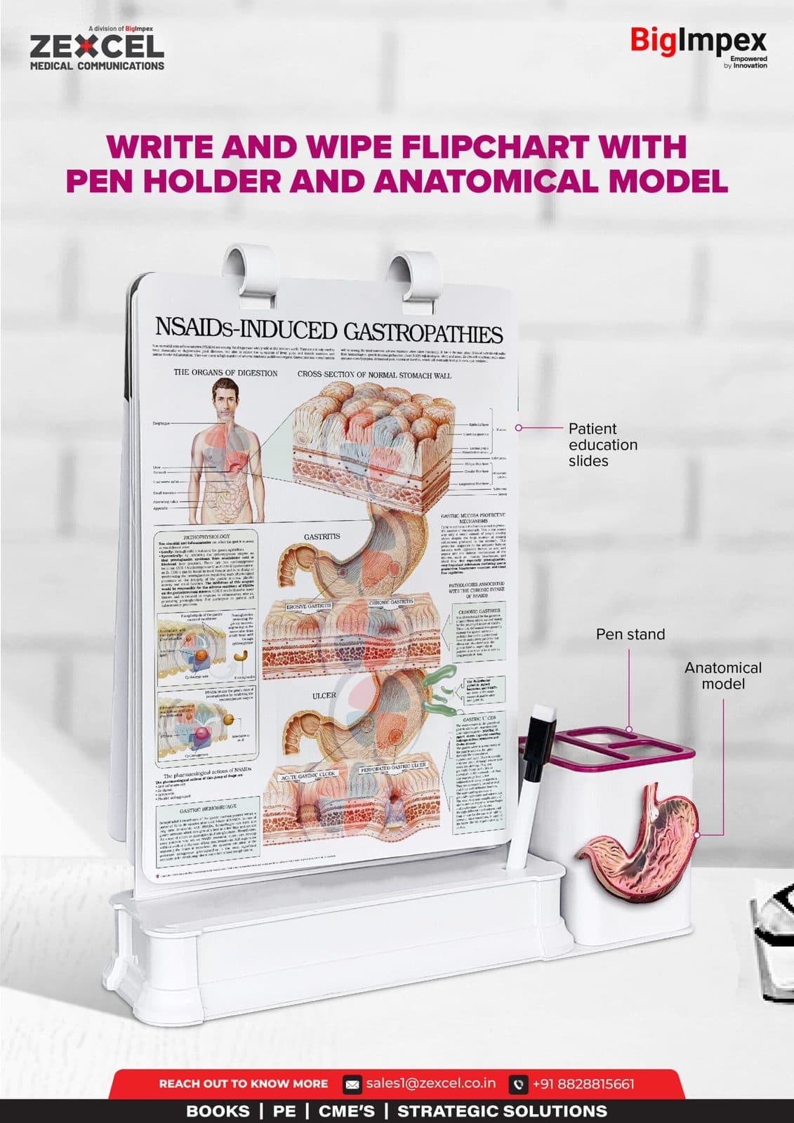 Write and wipe Flipchart with pen holder and anatomical model