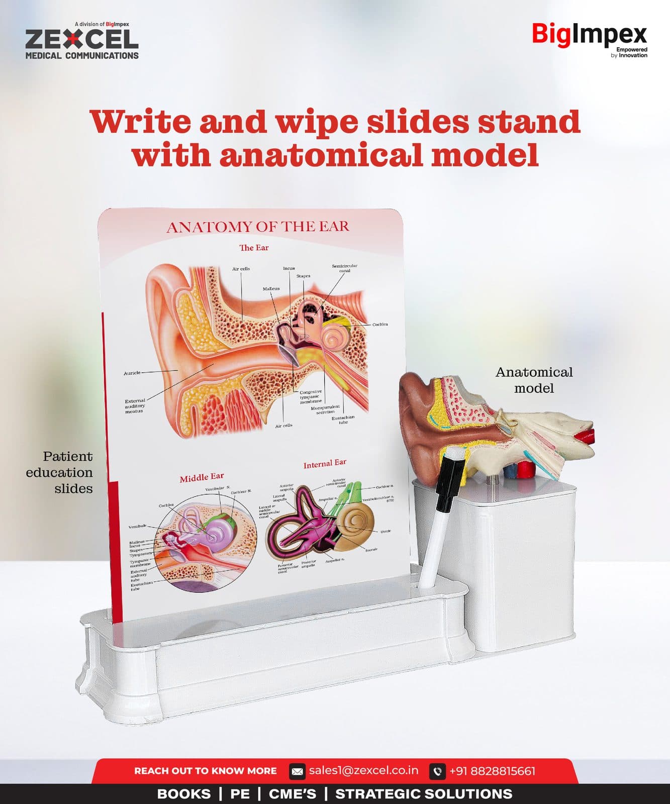 Khan International curated - Write and wipe slides stand with an anatomical model as a gifting solution