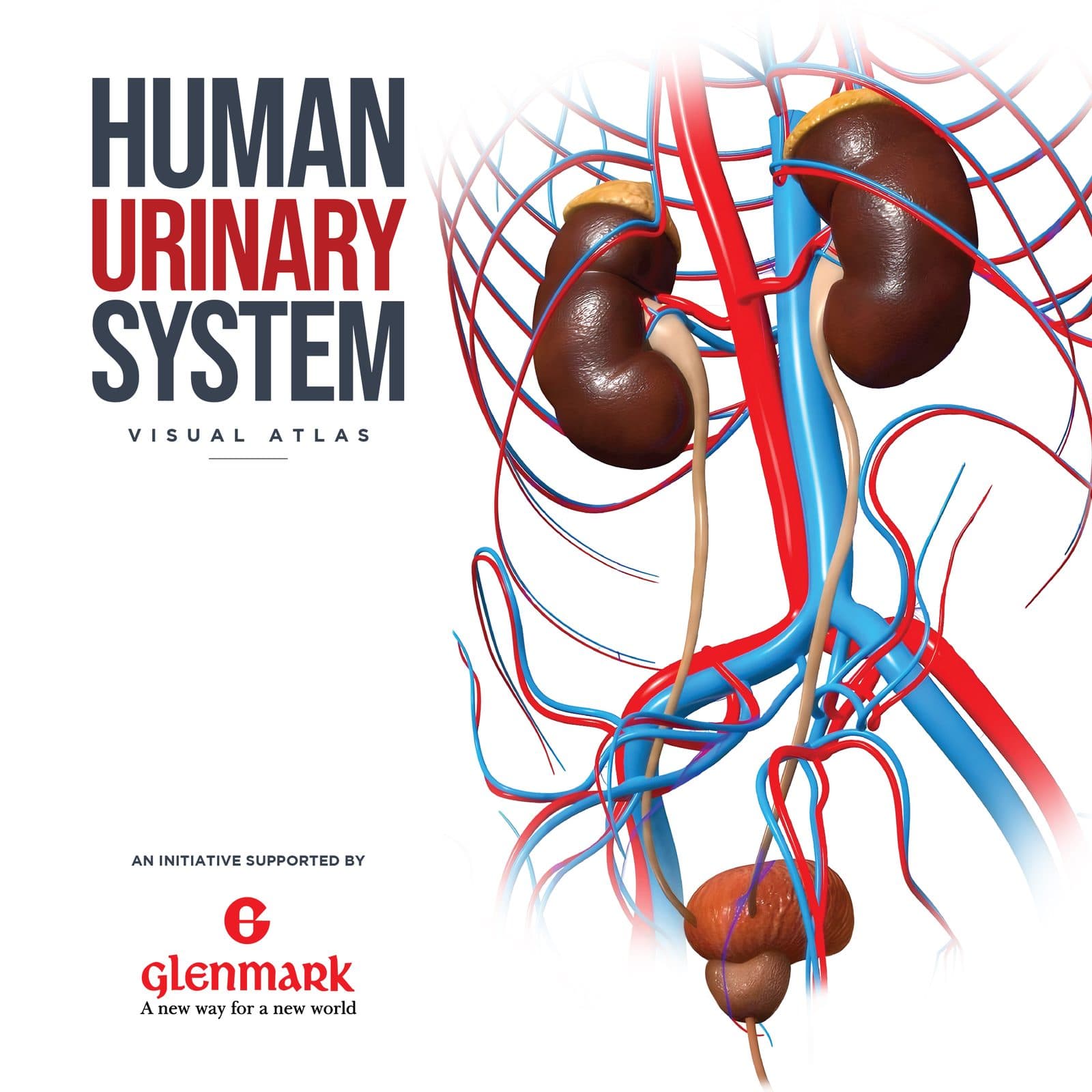 diagram representation for Mini Atlases - human urinary system
